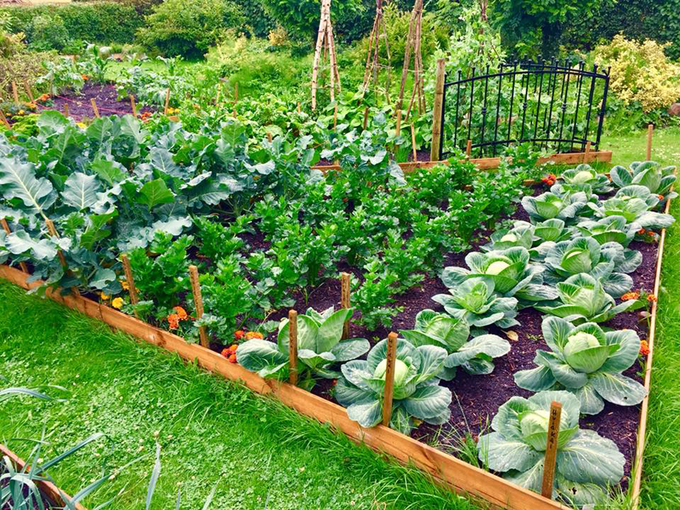 Bật mí cách làm vườn đơn giản tại nhà