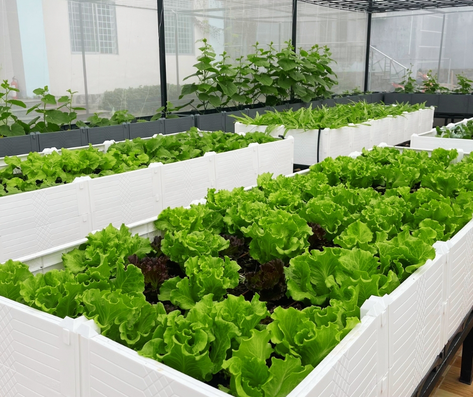 Chậu nhựa trồng rau sạch tại nhà - Chậu trồng rau thông minh mẫu mới 
