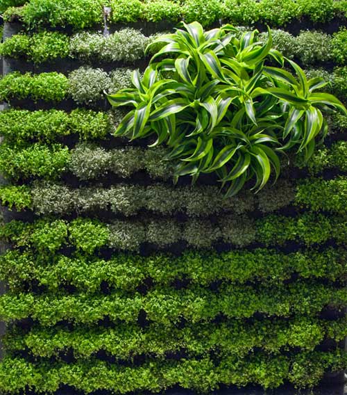 Dịch vụ thi công vườn tường chuyên nghiệp từ Quang Anh HCM