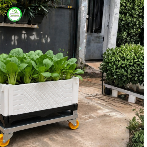 Chậu Ghép Thông Minh 50x50x23 Trồng Được Gì? Hướng Dẫn Chi Tiết