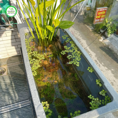 Chậu Nhựa Nuôi Cá, Trồng Cây Thủy Sinh, Sen Nước Đẹp Bền Giá Tốt 
