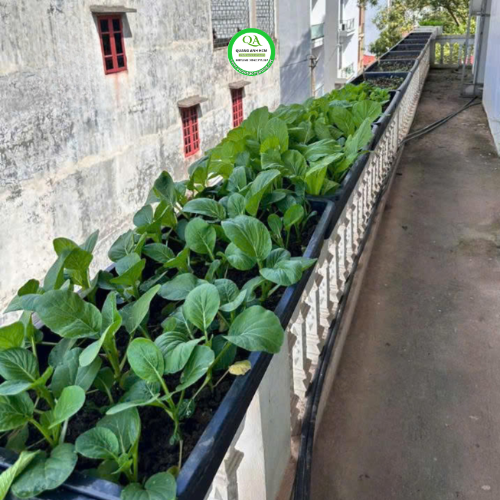 5 LÝ DO CHẬU TRỒNG RAU DÀI 1 MÉT ĐƯỢC NHIỀU GIA ĐÌNH YÊU THÍCH
