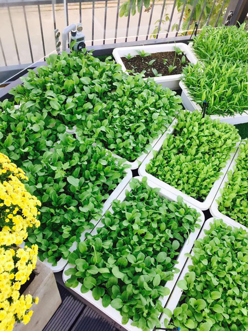 Địa chỉ bán chậu trồng rau giá rẻ tại tphcm-Công ty Quang Anh