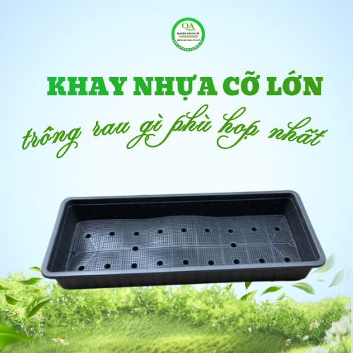 NHỮNG LOẠI RAU NÀO PHÙ HỢP ĐỂ TRỒNG BẰNG KHAY NHỰA TRỒNG RAU CỠ LỚN 1M ?