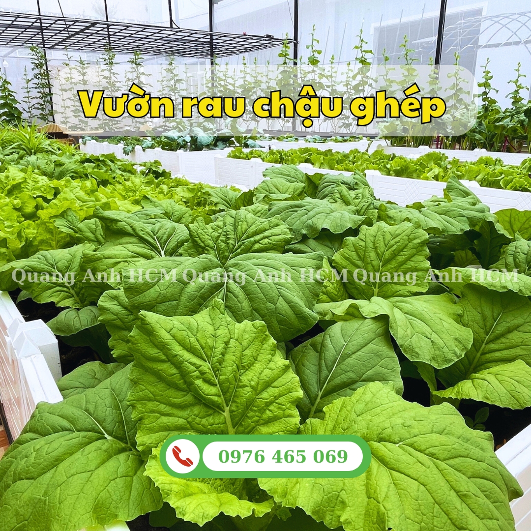 Vì sao nên trồng rau sạch với chậu lắp ghép thay bằng thùng xốp