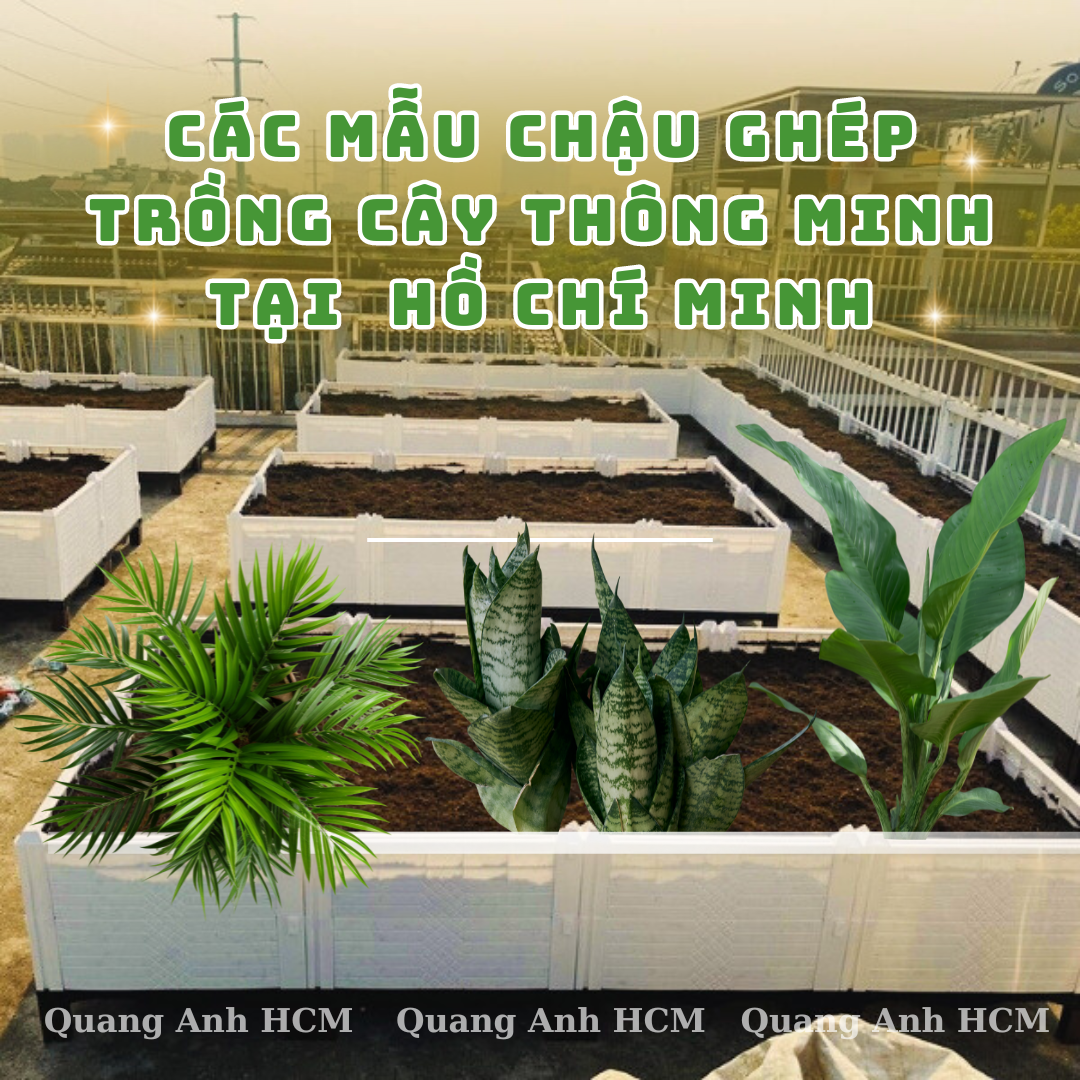 cac-mau-chau-lap-ghep-trong-cay-thong-minh-ho-chi-minh