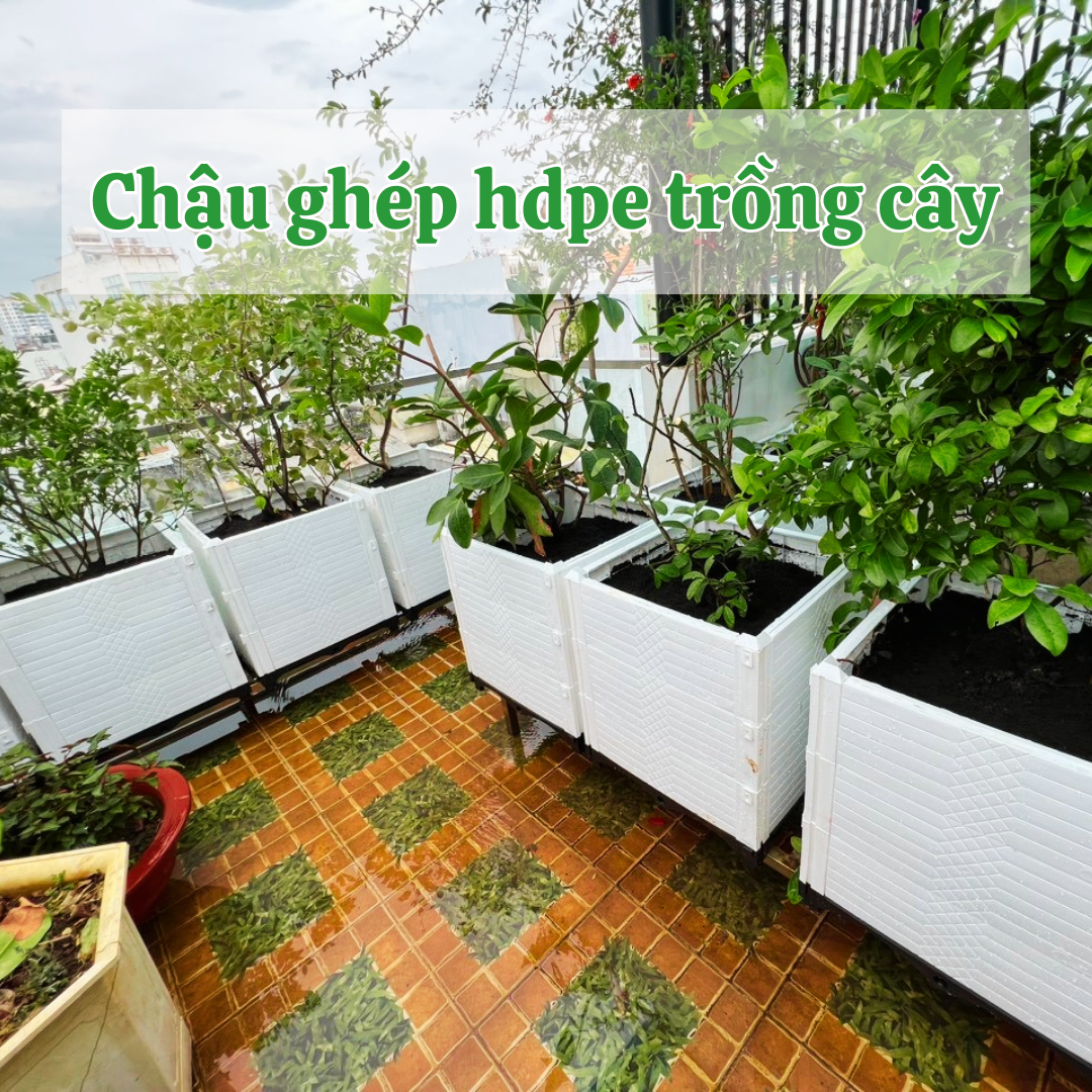 chau-ghep-hdpe-trong-cay-ban-cong