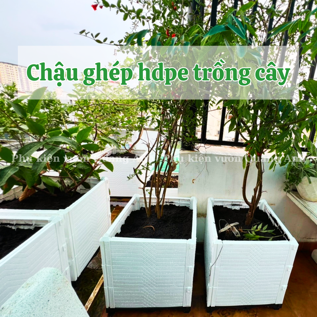 chau-ghep-trong-cay-ban-cong