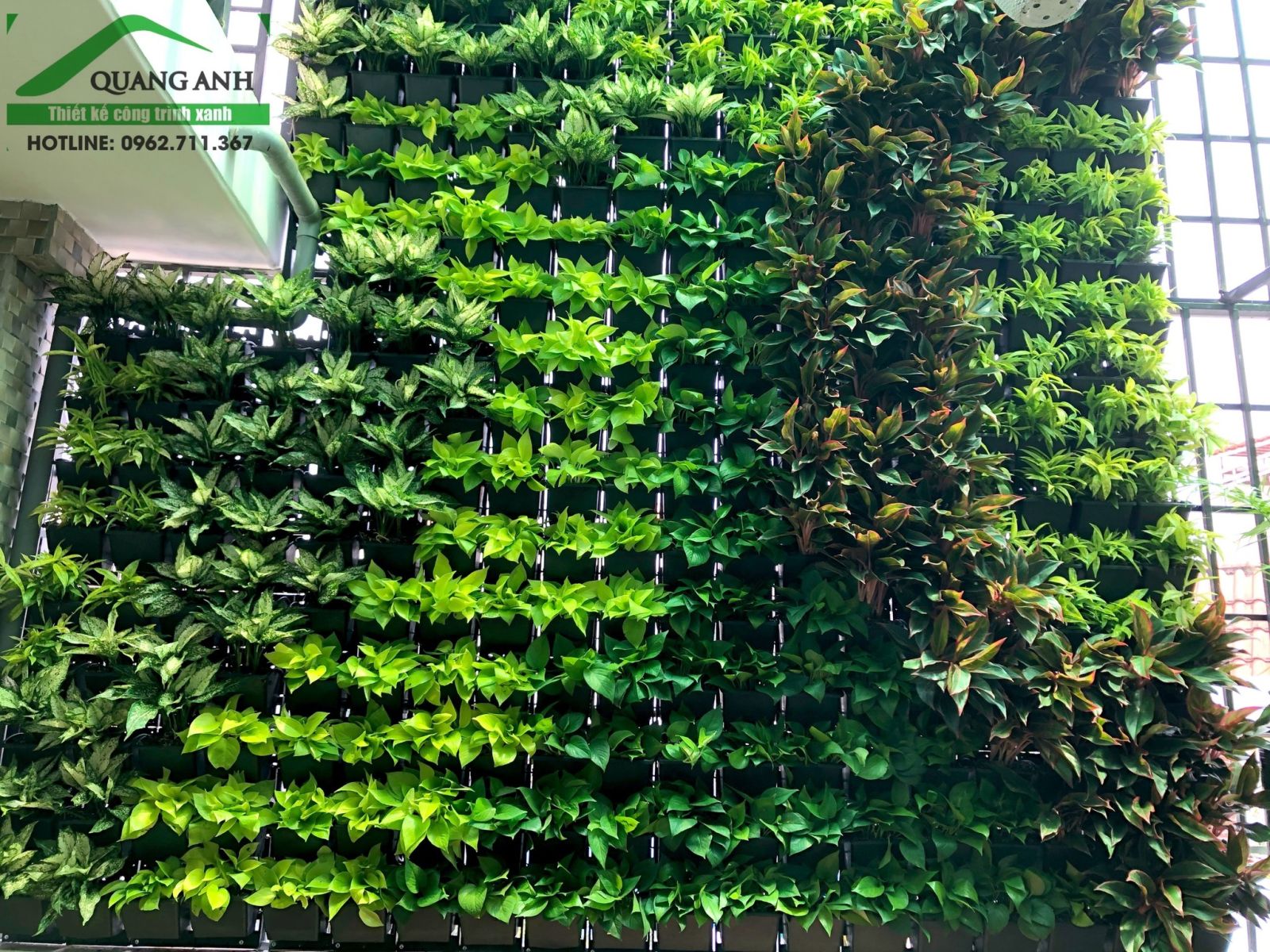Thi công tường cây xanh, vườn trên tường độc đáo sang trọng cho thẩm mỹ viện Lanura Tân Bình 