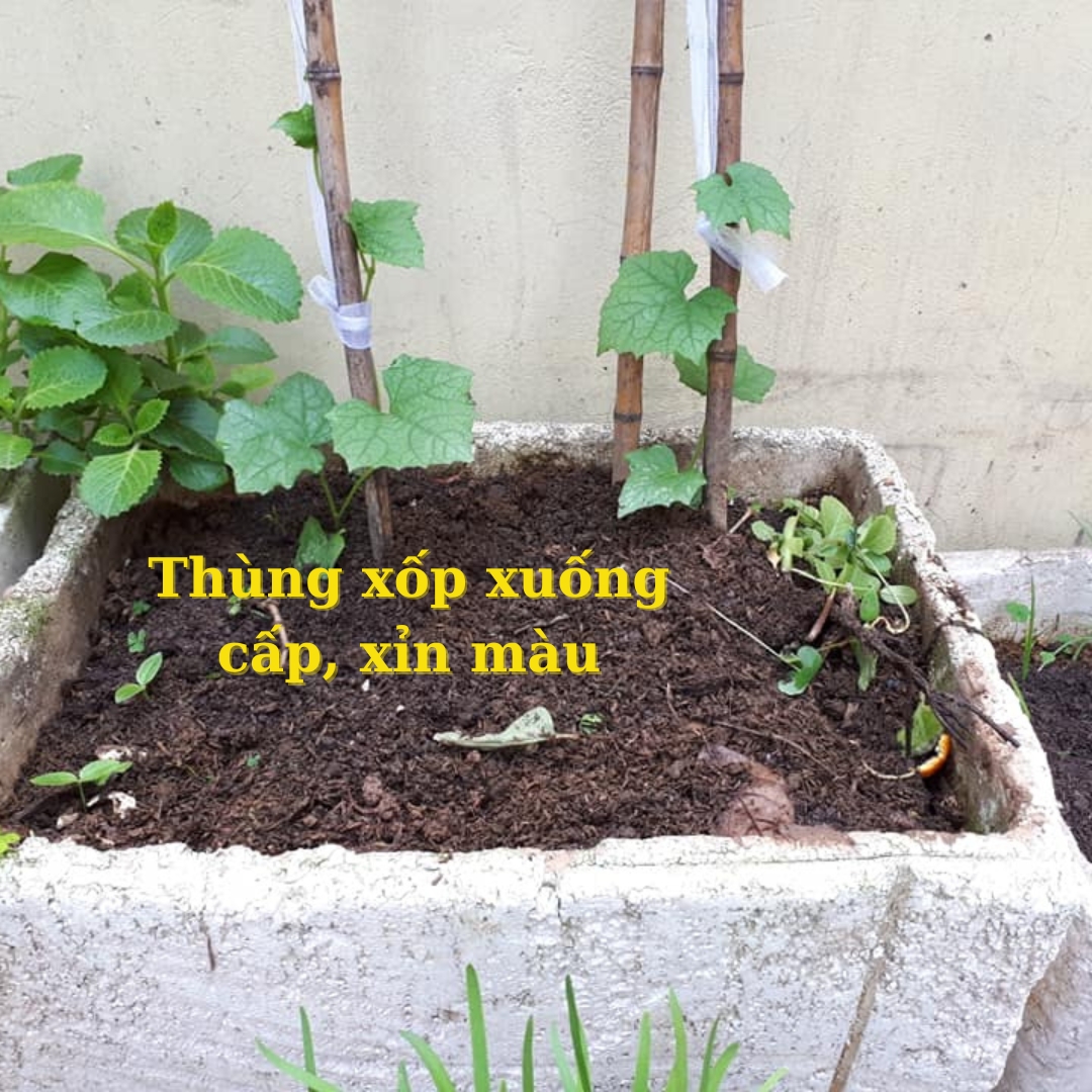 thung-xop-trong-rau