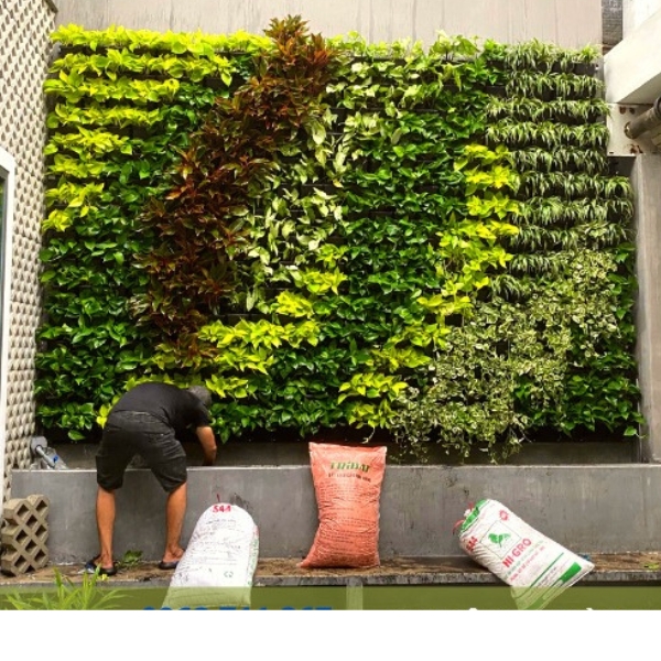 Thiết kế và thi công vườn tường đứng chuyên nghiệp, tường cây xanh ...